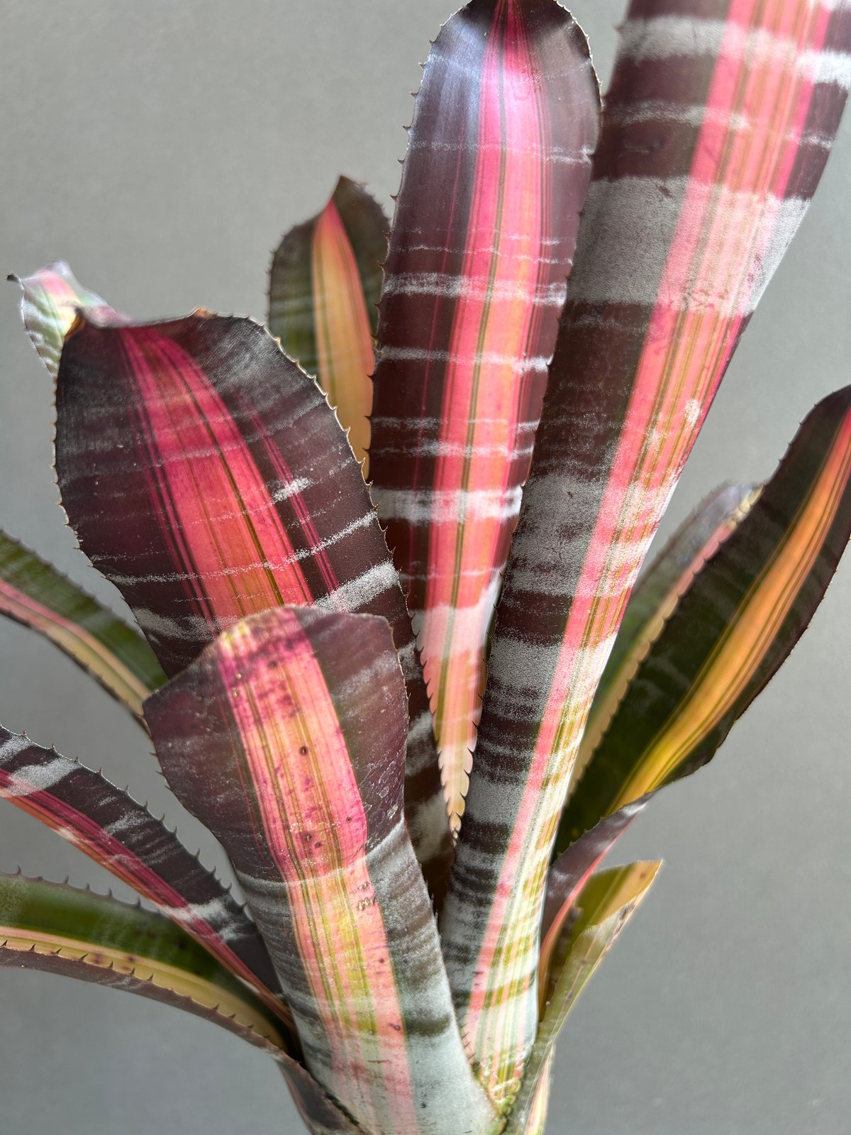 Aechmea 'Roberto Menescal'〔エクメア〕現品発送A184 Aechmea