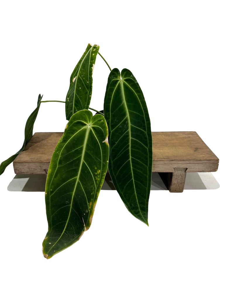 アンスリウム ワロクアナム ダーク&ナロー フォーム 「Anthurium