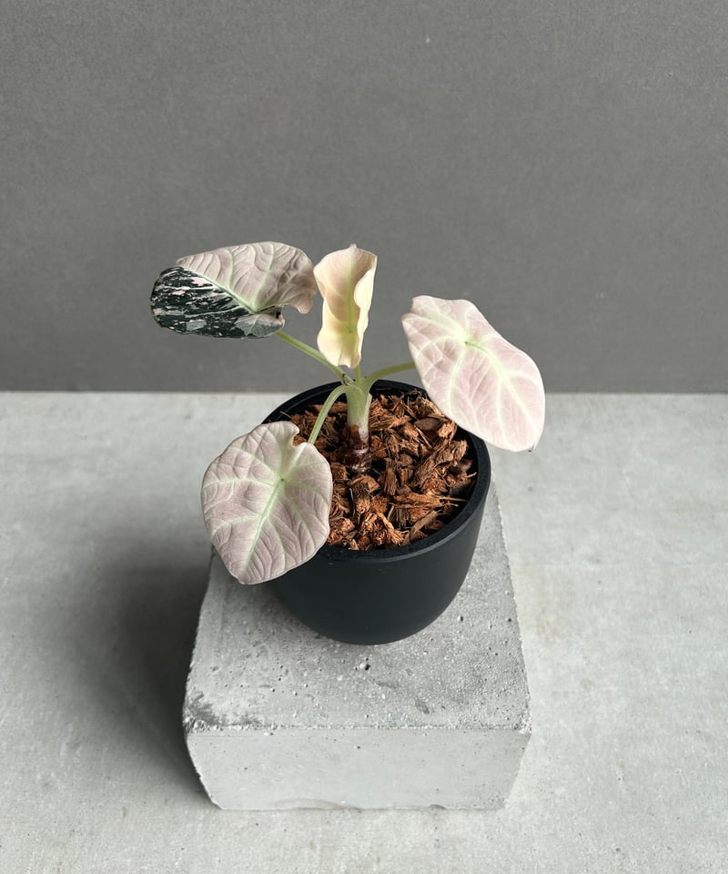 アロカシア ブラック ベルベット ピンク 斑入 「Alocasia Black Velvet