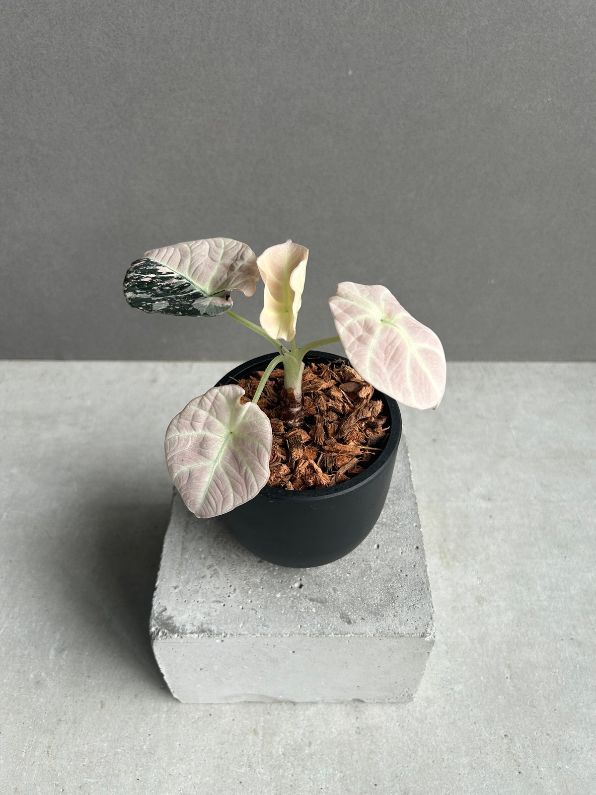 アロカシア ブラック ベルベット ピンク 斑入 「Alocasia Black Velvet