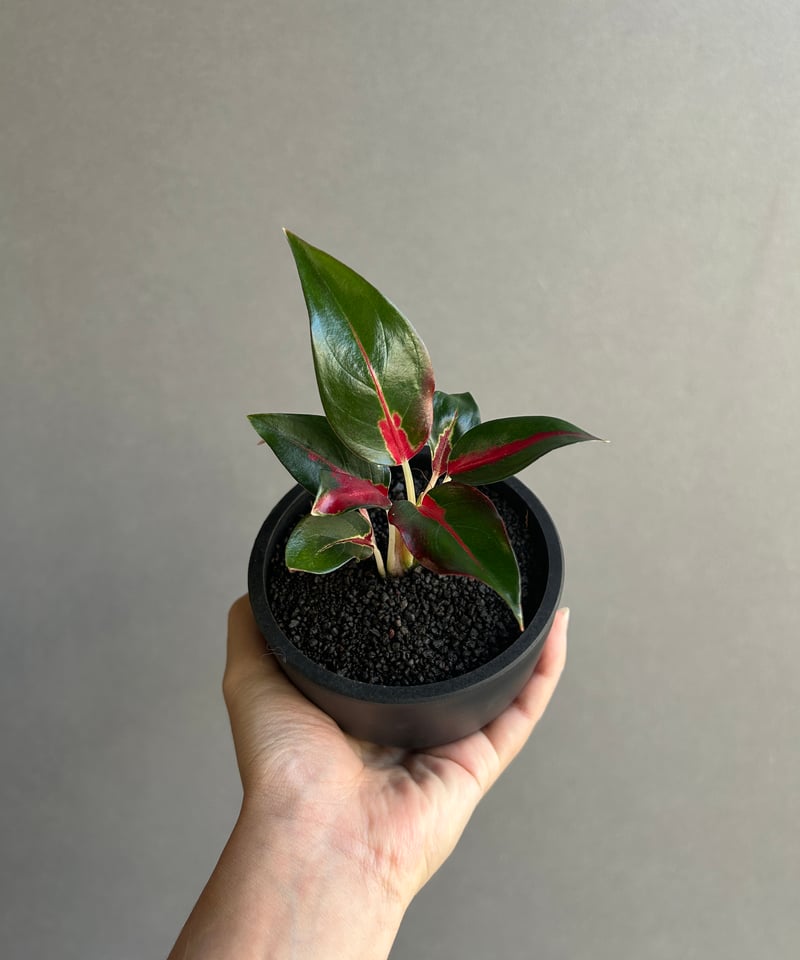 アグラオネマ レッドサンダー 「Aglaonema Red Thunder」73J