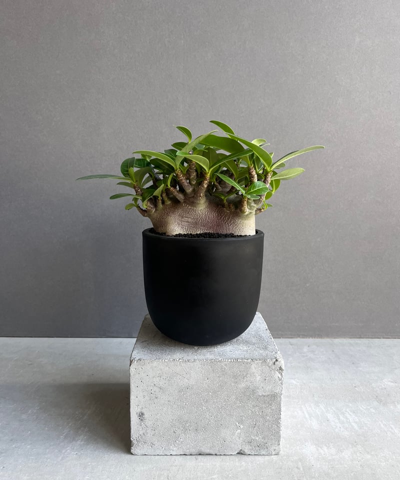 アデニウム アラビカム スーパー ドワーフ “ブラック” 「Adenium
