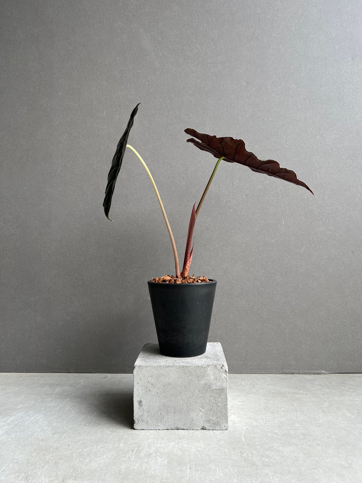 アロカシア シャントリエリ 「Alocasia Chantrieri」63D | SHOUCH