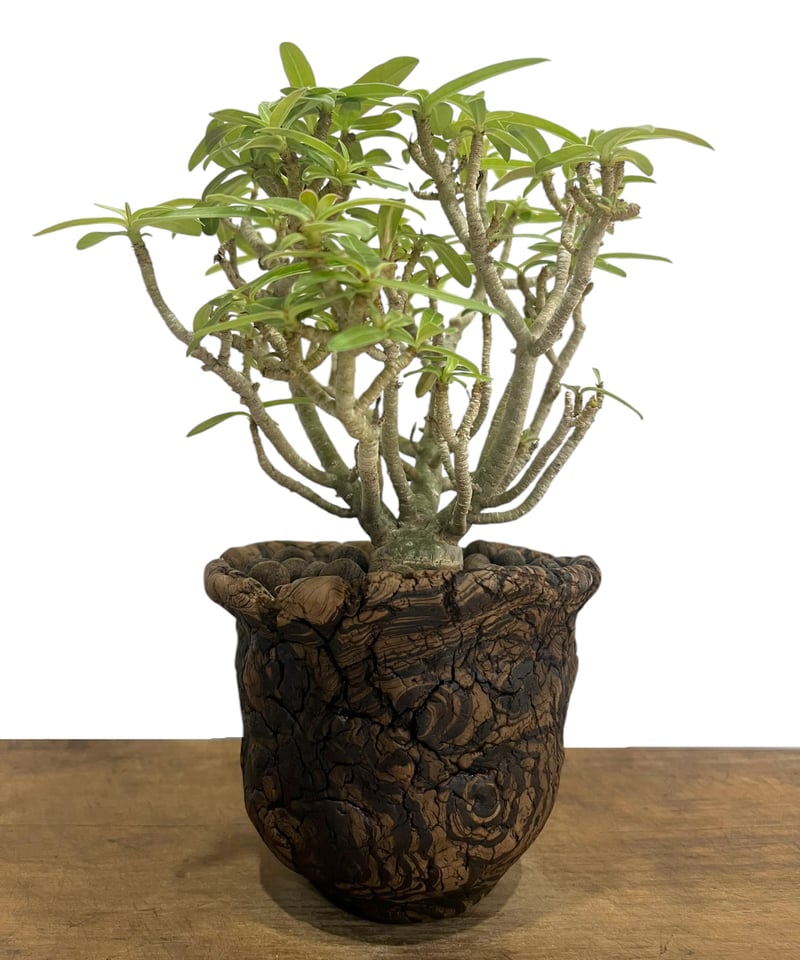 アデニウム オベスム 選抜個体 接木 + plantsmonsters pot 「Adeniu