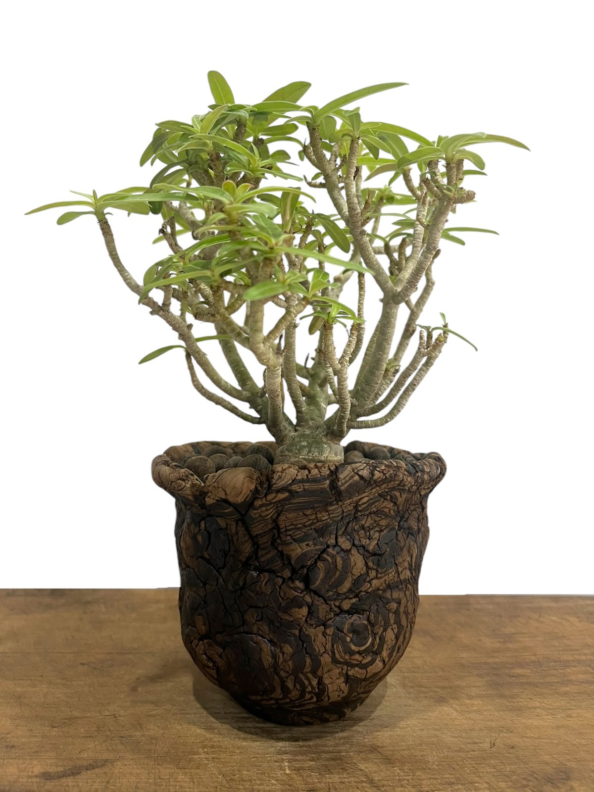 アデニウム オベスム 選抜個体 接木 + plantsmonsters pot