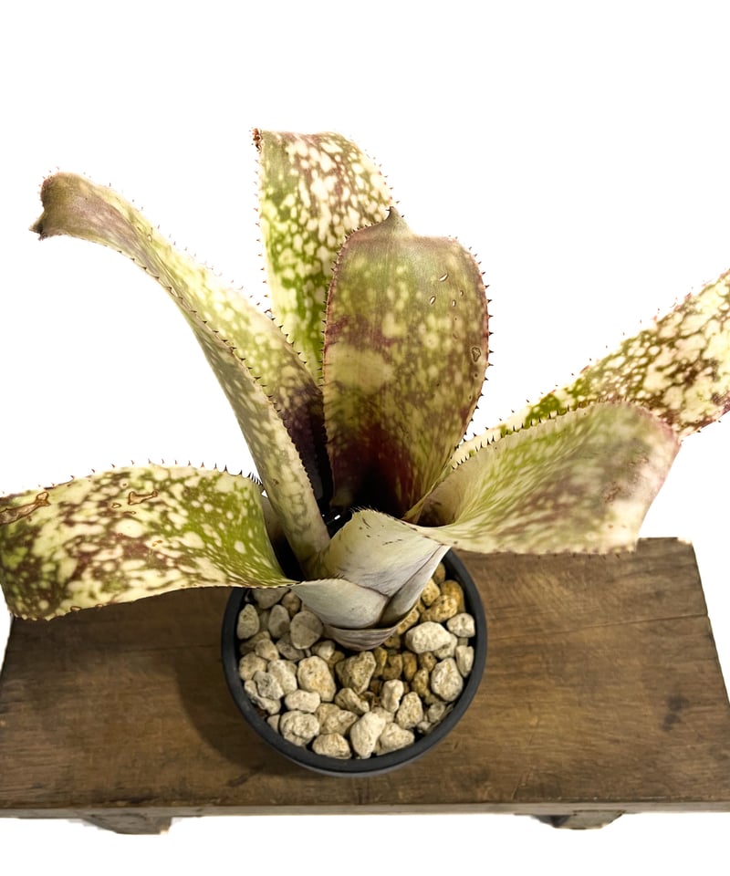 ブロメリア・エアープランツ Billbergia Bruddah Iz Billbergia Bruddah Iz