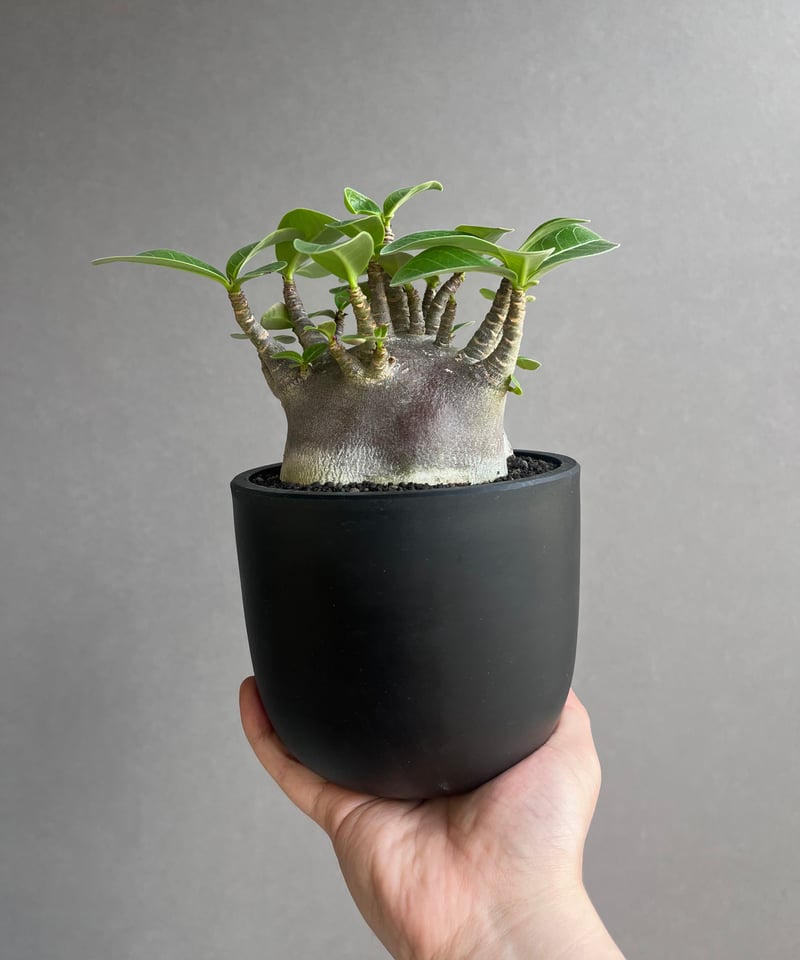 アデニウム アラビカム スーパー ドワーフ “ブラック” 「Adenium