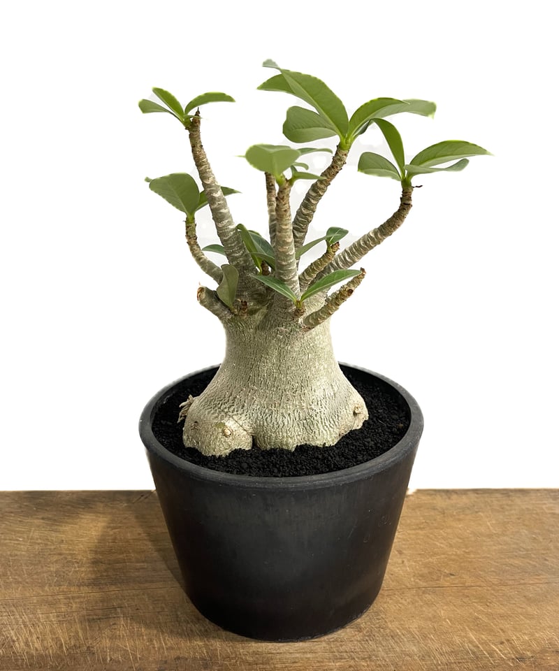 アデニアアラビカム　特大 アデニウム アラビクム(アラビカム)【観葉植物 3.5号鉢Mサイズ