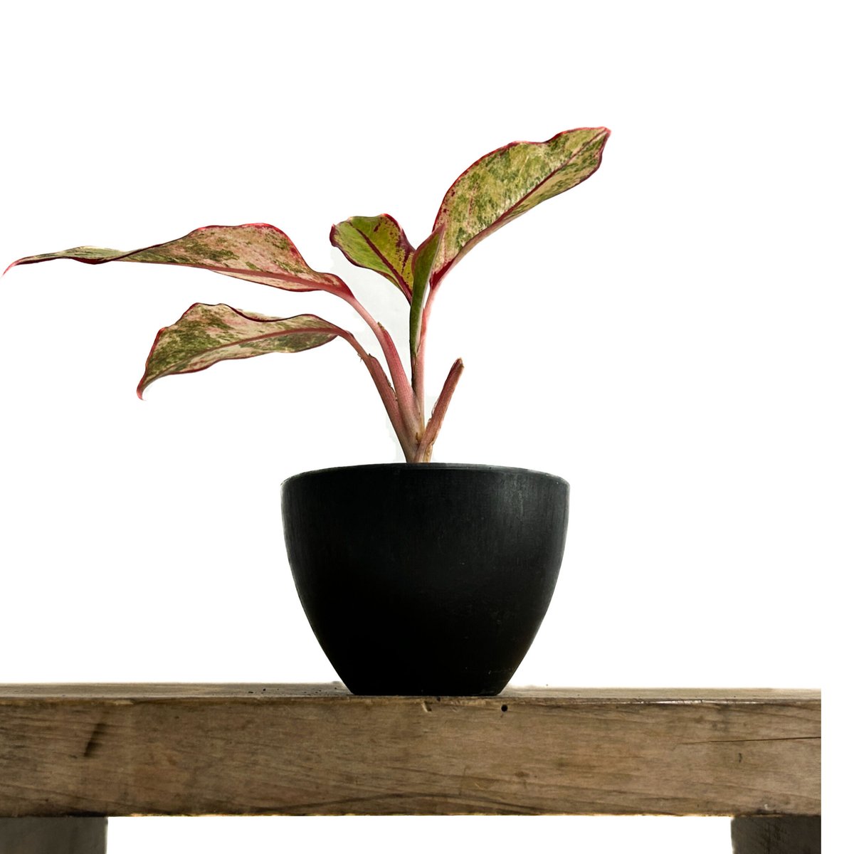 アグラオネマ サイアム オーロラ 斑入「Aglaonema Siam Aurora