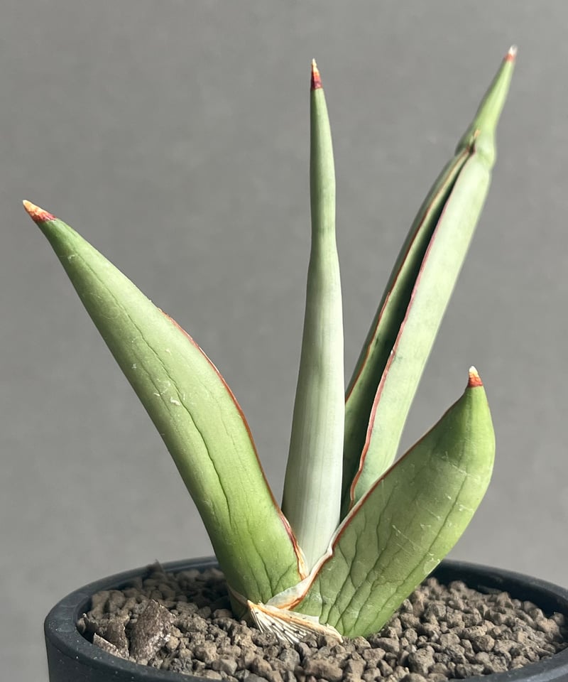 サンセベリア チャオプラヤ 「Sansevieria Chao Phraya」43N | SH