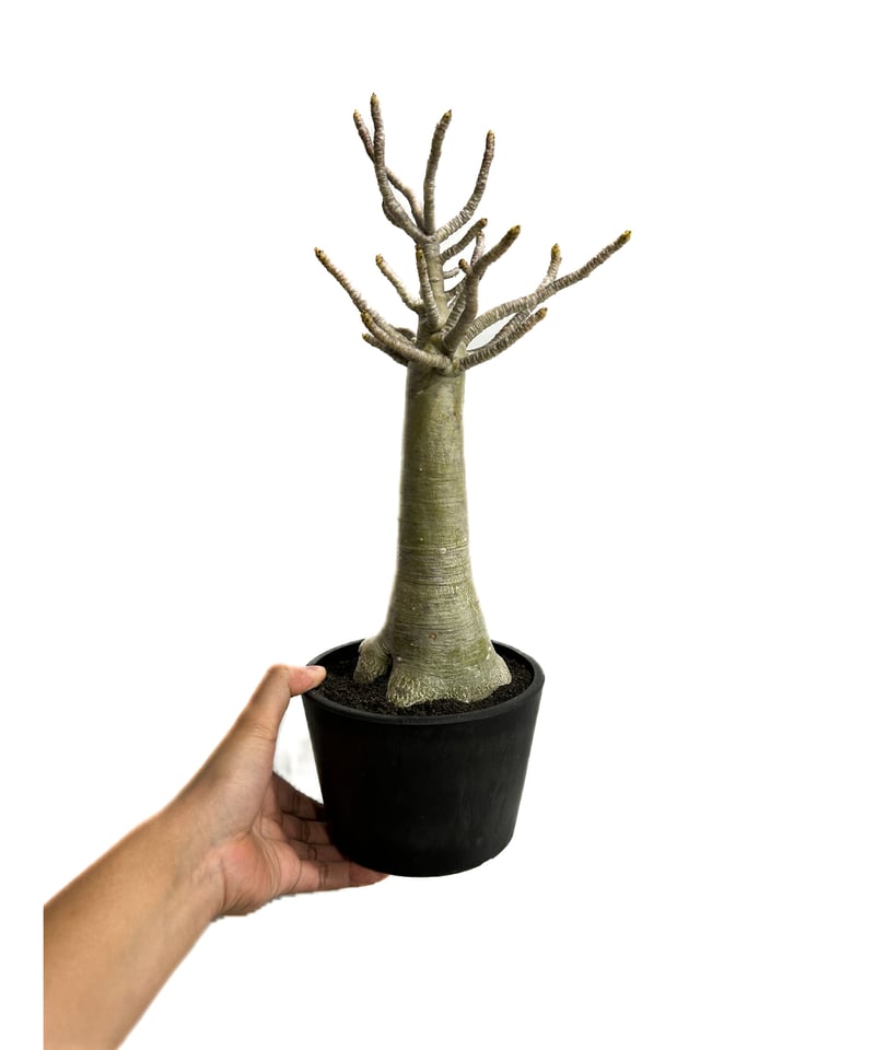 アデニウム アラビカム バオバブスタイル「Adenium arabicum