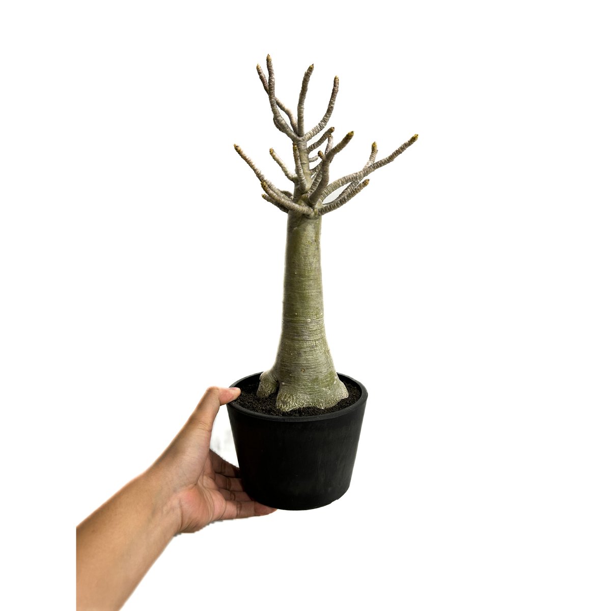 アデニウム アラビカム バオバブスタイル「Adenium arabicum