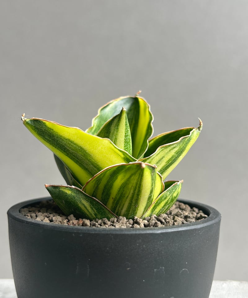 サンスベリア アンダマン斑入 Andaman Variegated 1 【公式通販】