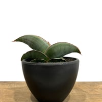 サンセベリア ジュピター「Sansevieria Jupiter」70G-1 | SHOUCH...