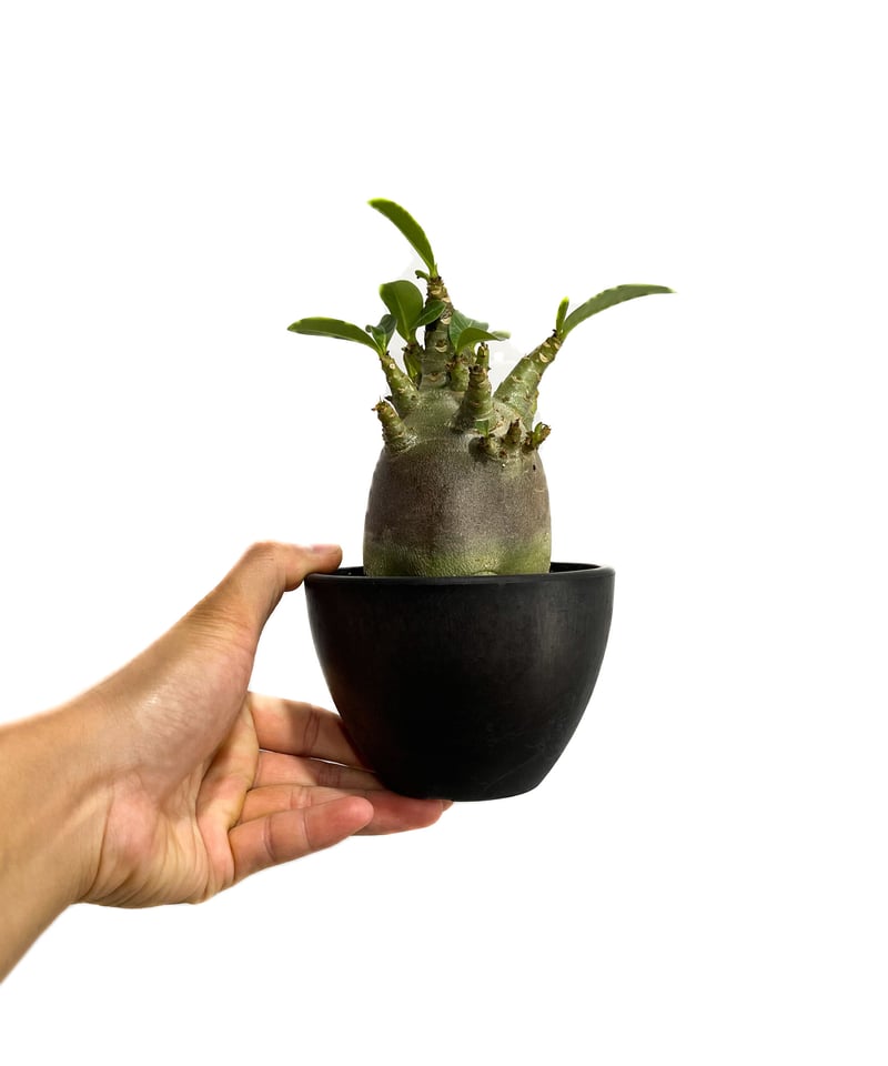アデニウム アラビカムドワーフ タイプ “ブラック”「adenium arabicum