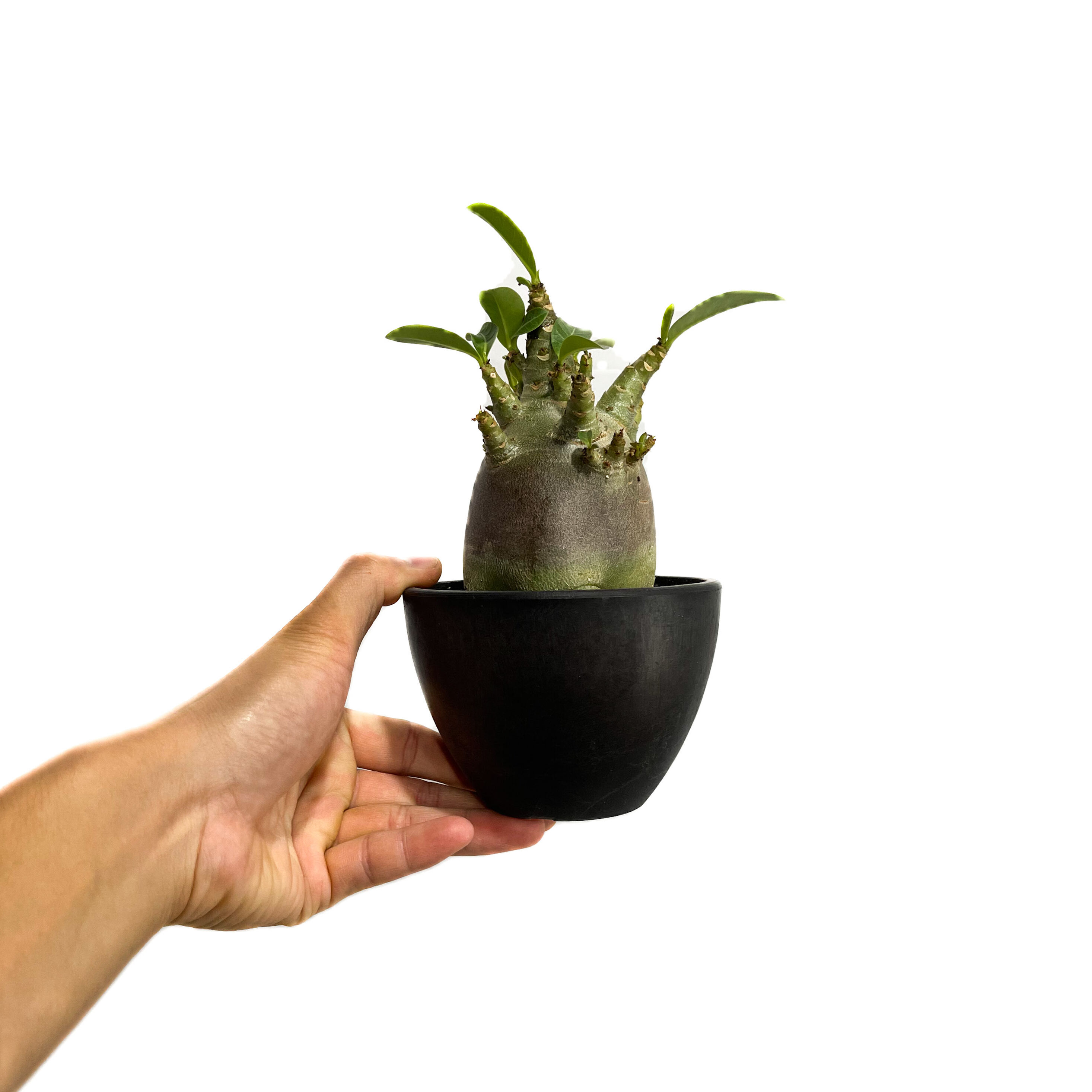 アデニウム アラビカムドワーフ タイプ “ブラック”「adenium arabicum