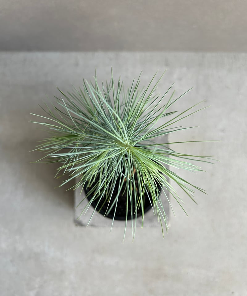 【実生】マルチネスピニョンマツ 実生】マルチネスピニョンマツ 銀葉のレア松 マルチネス・ピニョン松