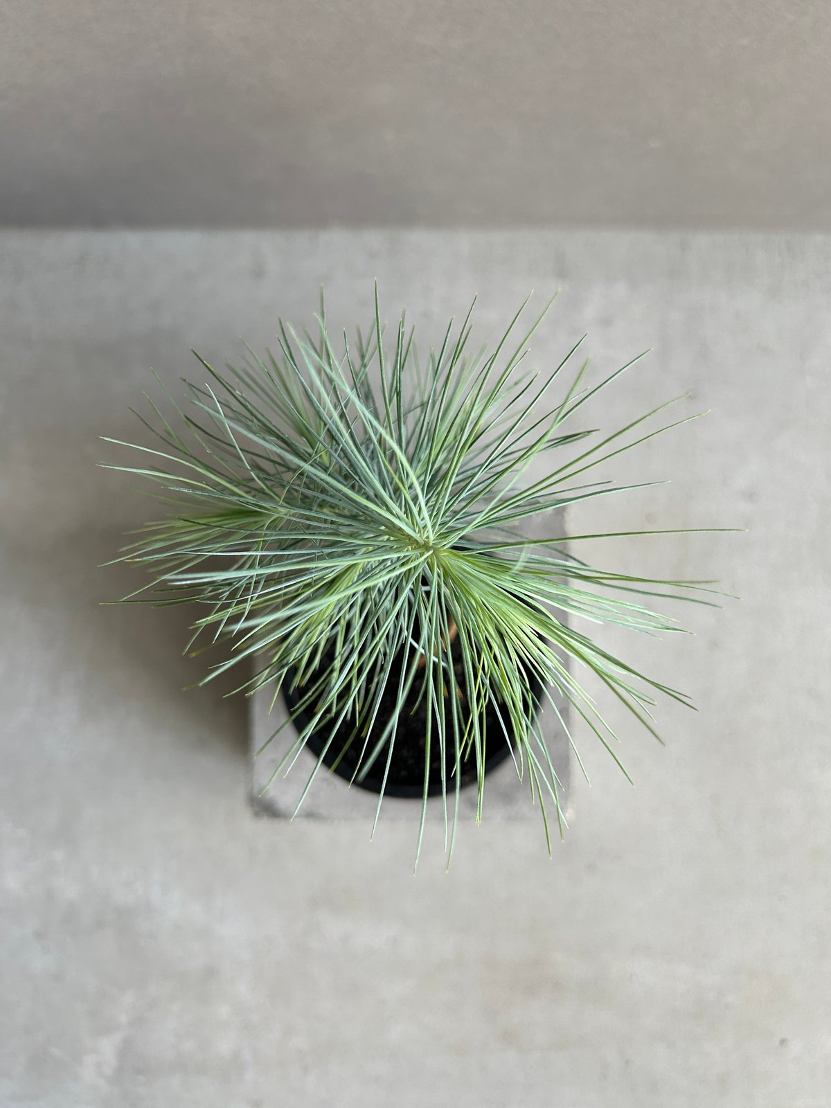 マルチネス ピニョンマツ「Pinus maximartinezii Rzed」11J | SH