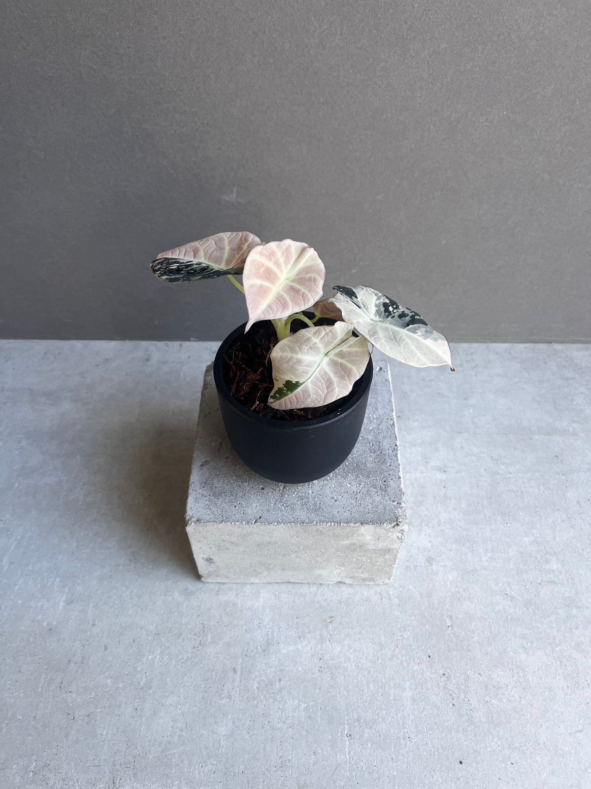 アロカシア ブラックベルベットピンク アロカシア ブラック ベルベット ピンク 斑入 「Alocasia Black