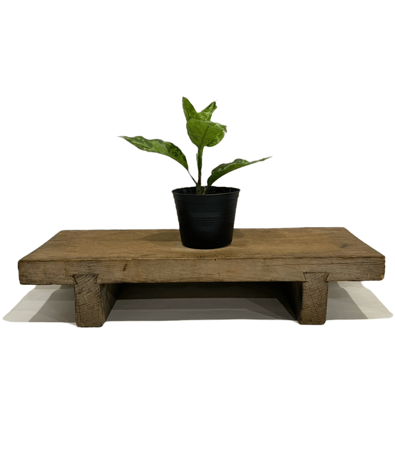 アグラオネマ ピクタム トリカラー「Aglaonema pictum tricolor」10P