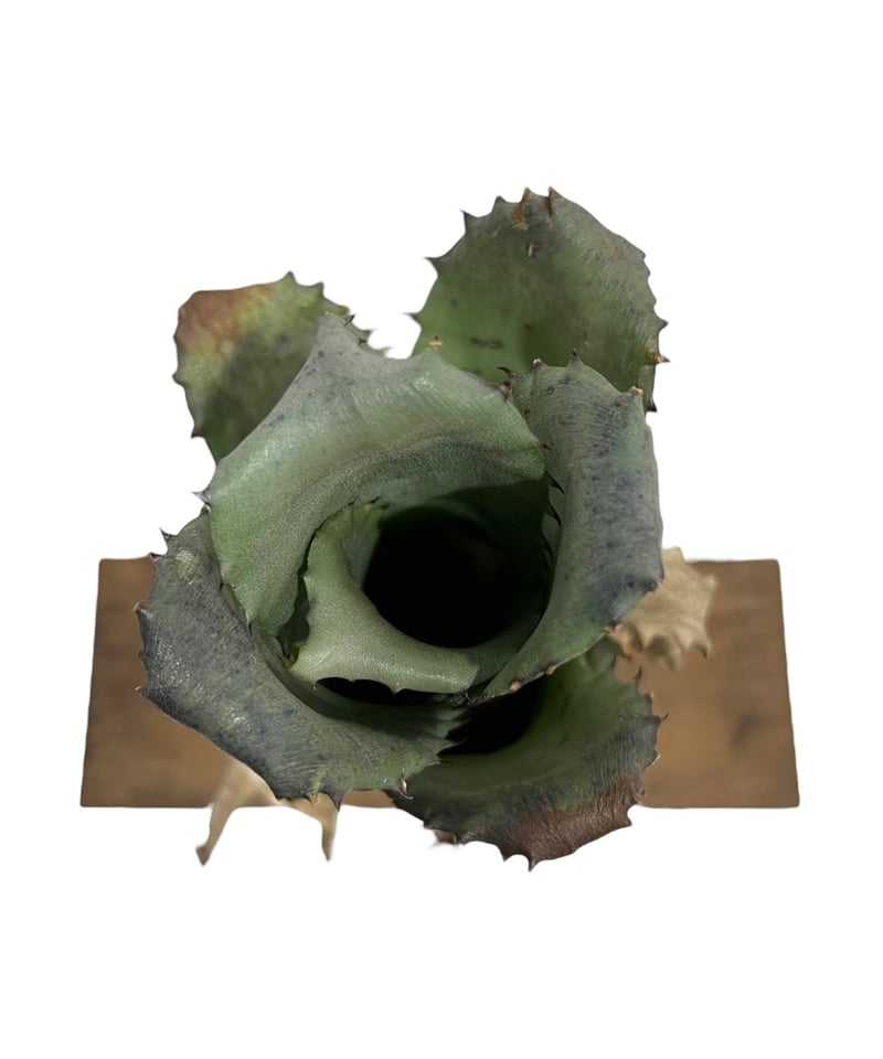 ホヘンベルギア サンドラズ マウンテン選抜個体 「Hohenbergia