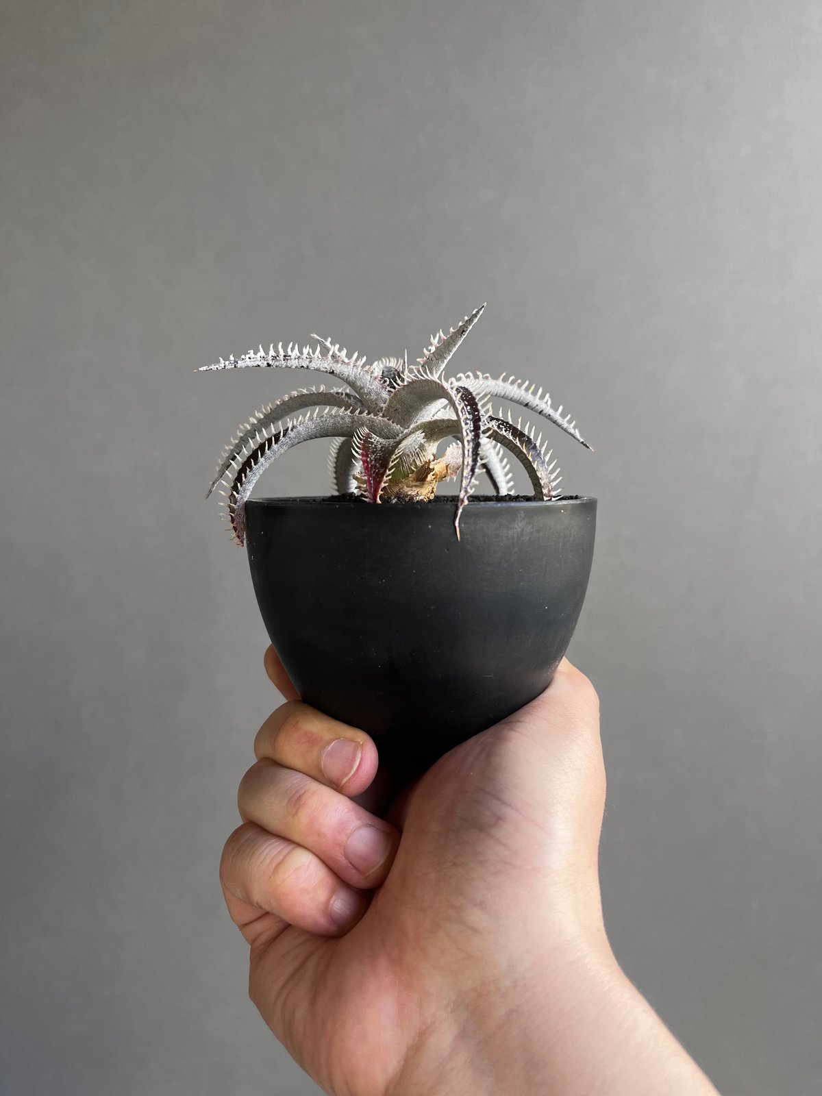 ディッキア ハイブリッド 「Dyckia hybrid」43Z | SHOUCHIKUEN