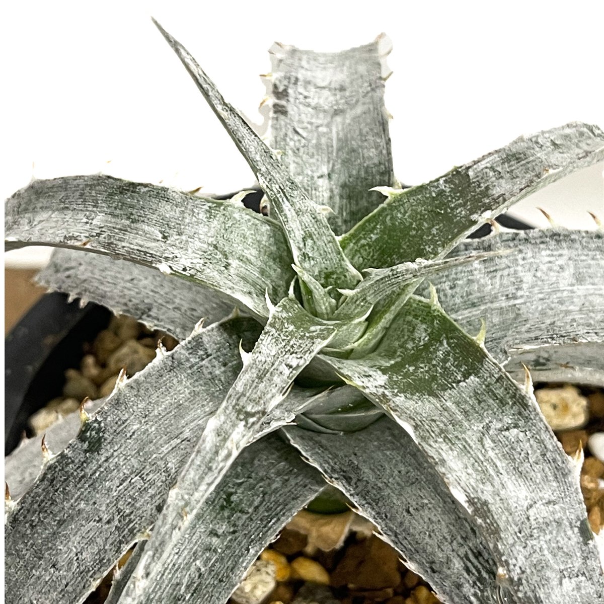 Dyckia Branca de Neve original clone