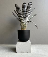 サンセベリア ベンジャロン「Sansevieria Benjarong」60D-1 | SHO
