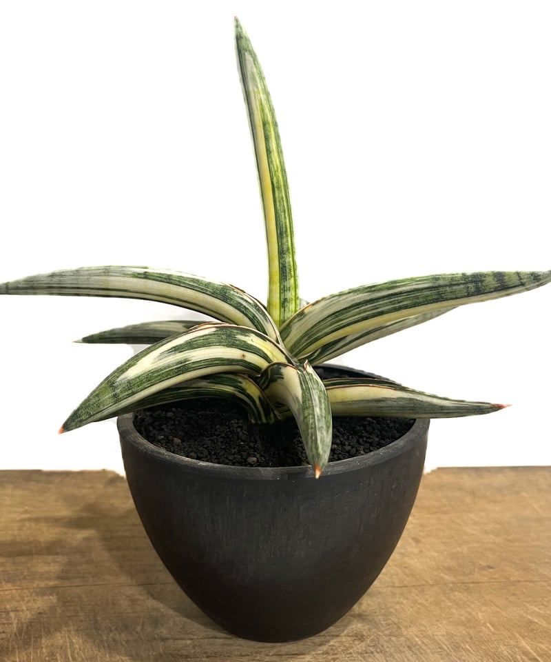 サンセベリア lav.1970 白斑入「Sansevieria lav. 1970 White
