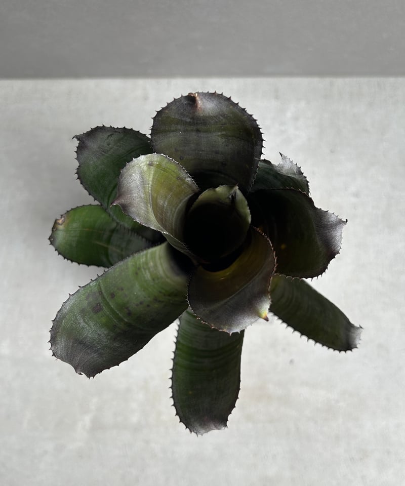 エクメア チャンティニー ブラック ゾンビ「Aechmea chantinii Black Z