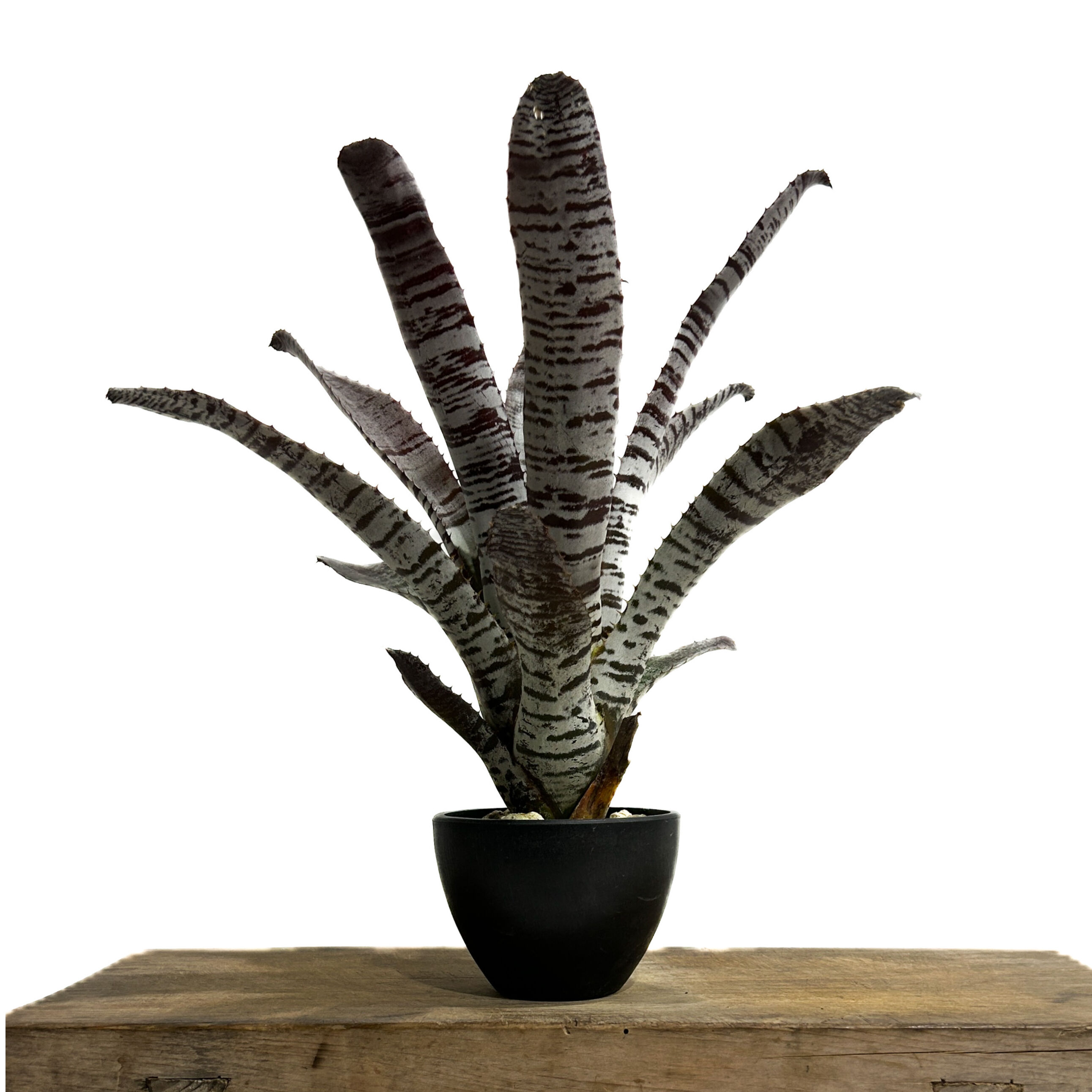 エクメア チャンティニー ブラック アイス 「Aechmea chantinii Black