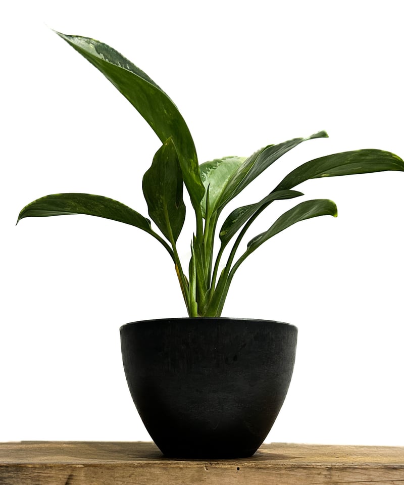 アグラオネマ スワンナプーム「Aglaonema Suvarnabhumi」6/13-767