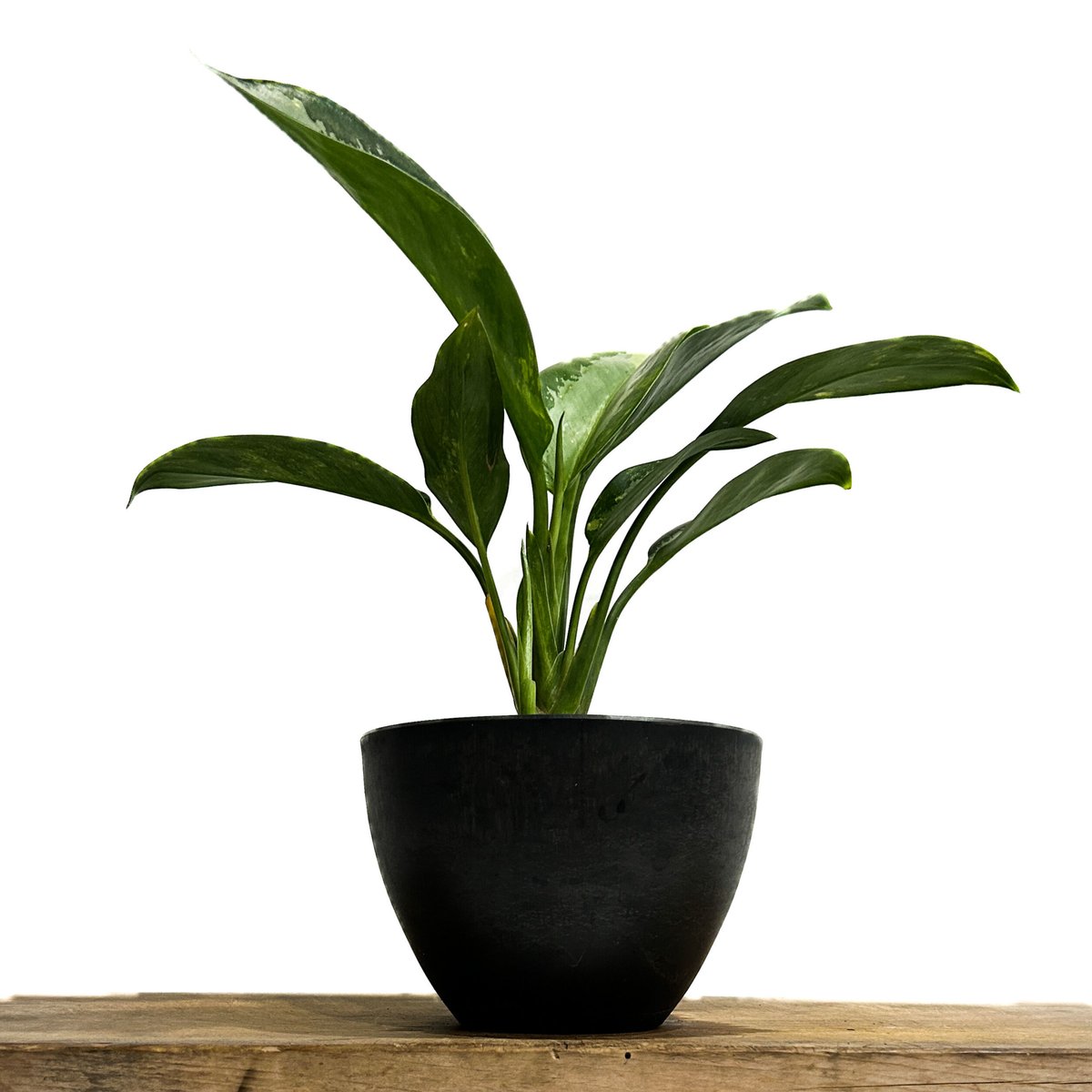アグラオネマ スワンナプーム「Aglaonema Suvarnabhumi」6/13-767