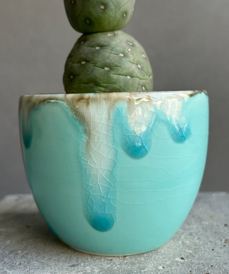 テフロカクタス ゲオメトリクス+ YON-HACHI 「Tephrocactus geomet