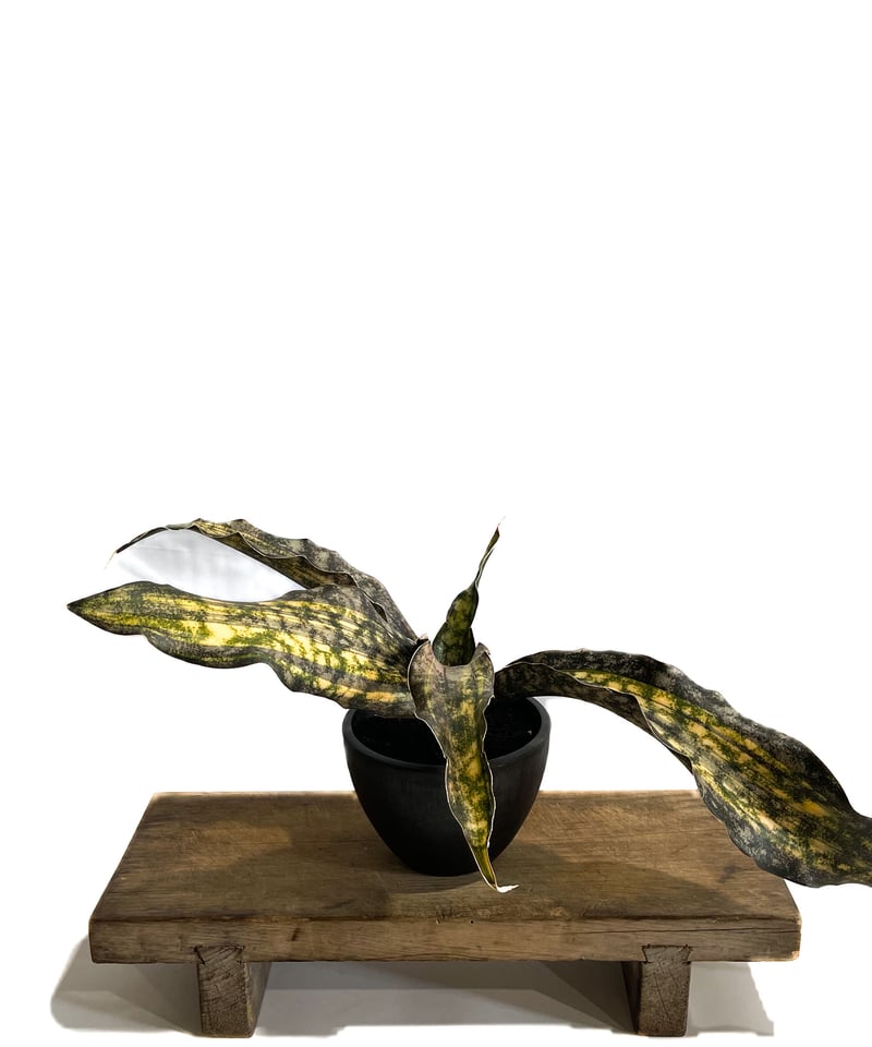 サンセベリア キルキー コパトーン 斑入「Sansevieria Kirkii var. pu
