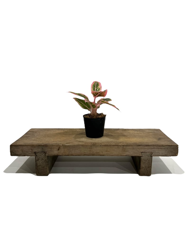 アグラオネマ ロータス デライト 「Aglaonema Lotus Delight」101H