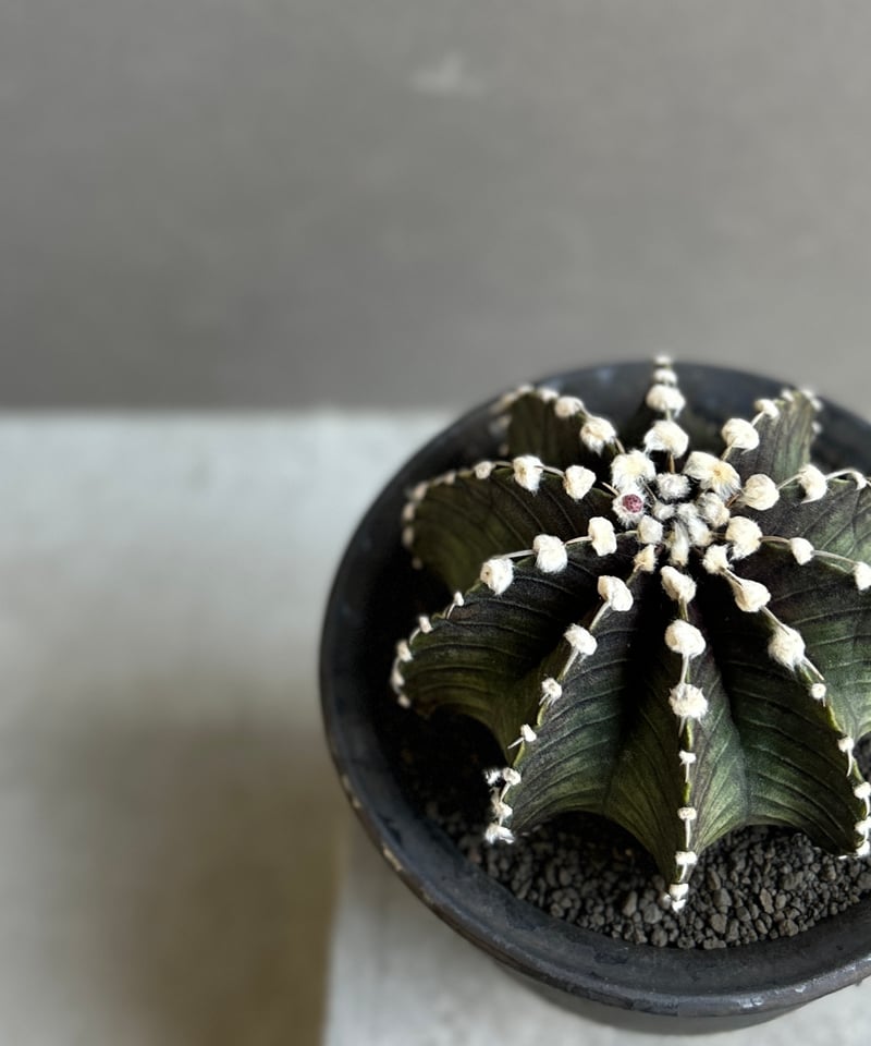 ギムノカリキウム フリードリッヒィ VOS1241 KG “選抜個体”(実生