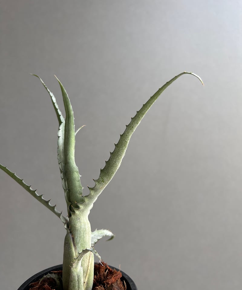 エクメア トカンティナ「Aechmea tocantina 」13K | SHOUCHIKUEN