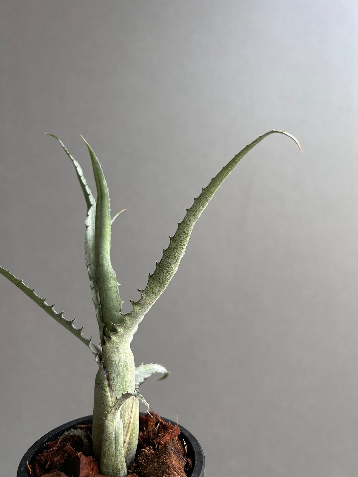 aechmea tocantiana エクメア　トカンティアナ エクメア トカンティナ「Aechmea tocantina 」13K | SHOUCHIKUEN