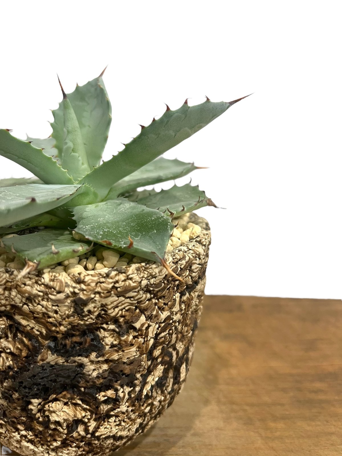 アガベ FIP ハイブリッド + plantsmonsters pot 「Agave FIP