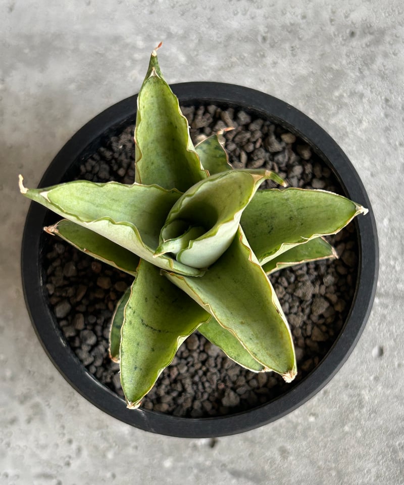 GP Sansevieria Bua Kao サンセベリア ブア カーオ サンセベリア ブア カーオ「 Sansevieria Buakaw(by Unyamanee