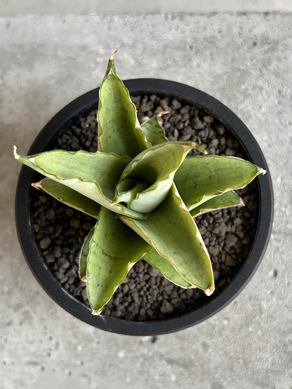 サンセベリア ブア カーオ「 Sansevieria Buakaw(by Unyamanee