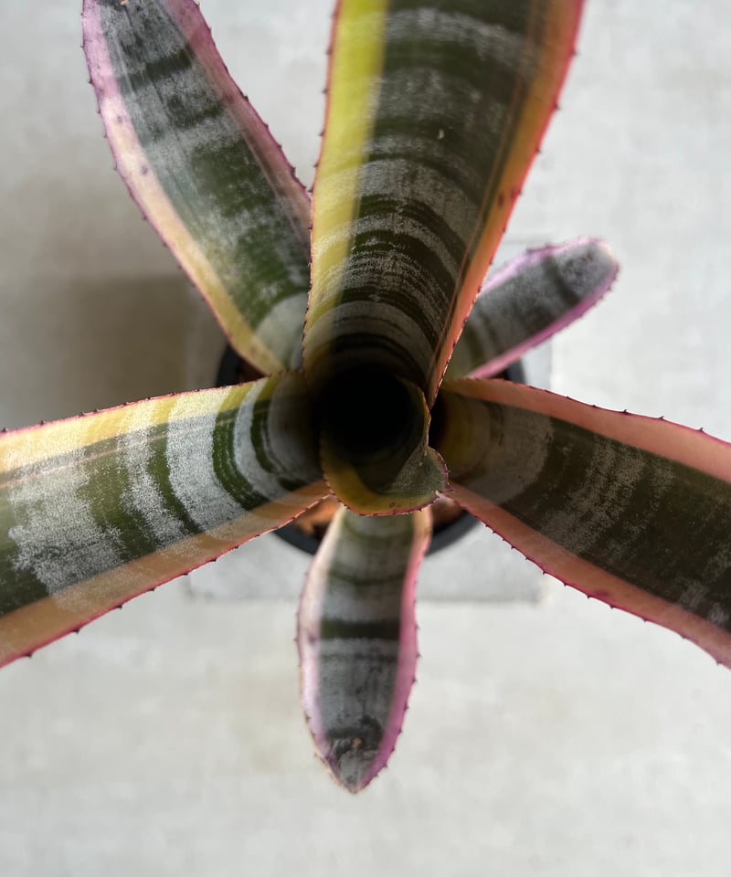 エクメア オットー 「Aechmea Otto」15C | SHOUCHIKUEN