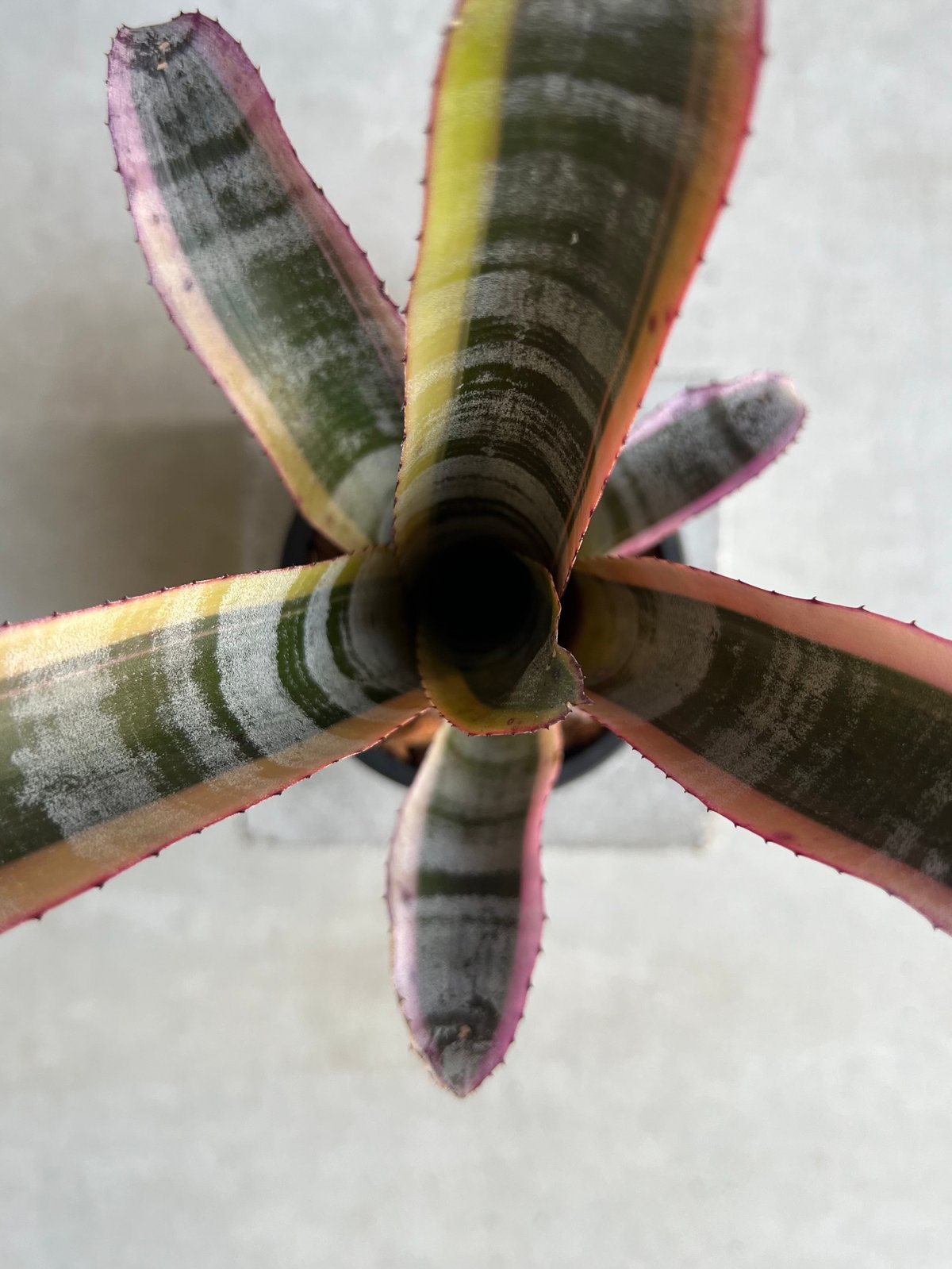 エクメア オットー 「Aechmea Otto」15C | SHOUCHIKUEN