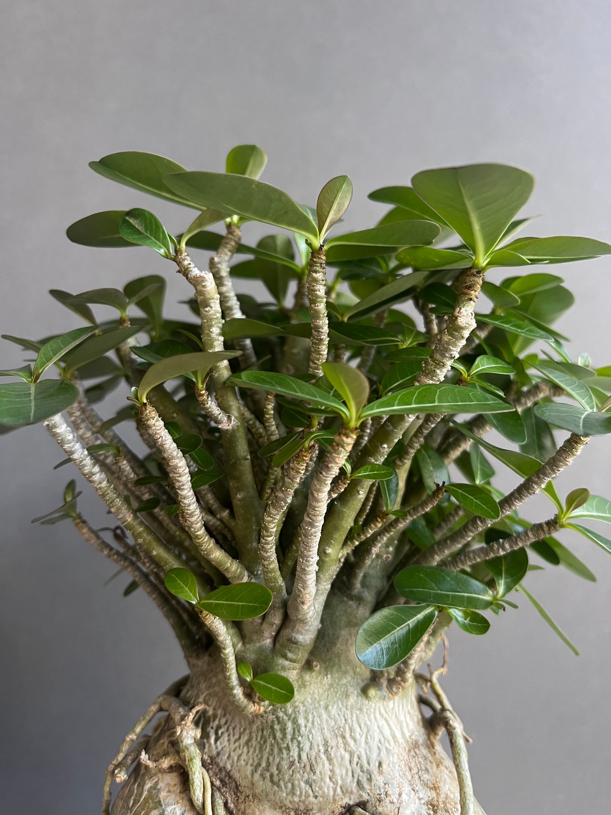 アデニウム オベスム “選抜個体” 「Adenium obesum “Select!」30B