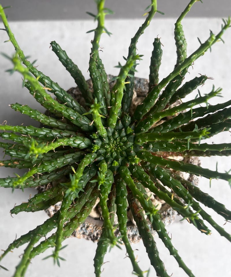 ユーフォルビア フラナガニー 「Euphorbia flanaganii」76E | SHOU