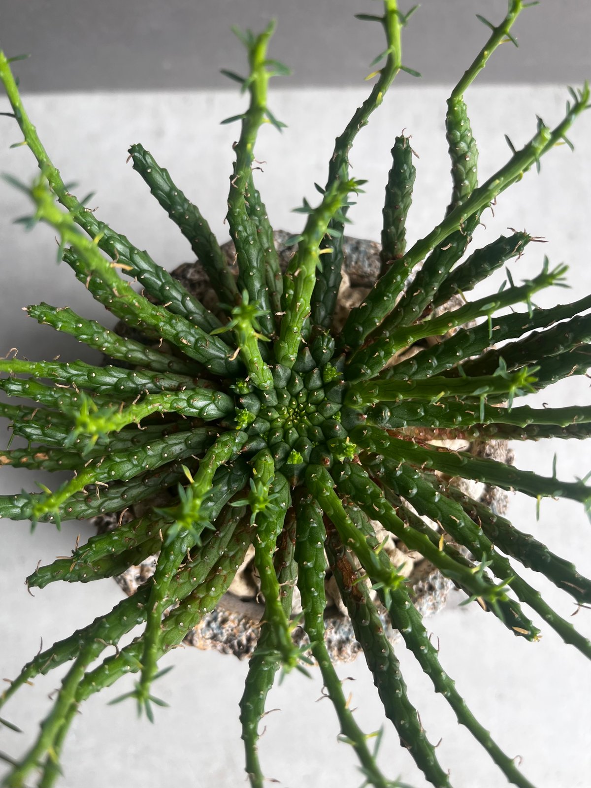 ユーフォルビア フラナガニー 「Euphorbia flanaganii」76E | SHOU
