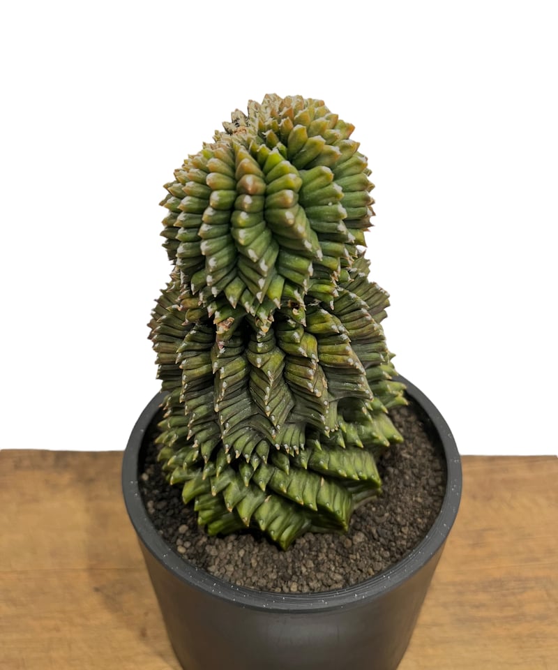 ギムノカリキウム ミハノビッチ 変異種 “選抜個体”「 Gymocalycium