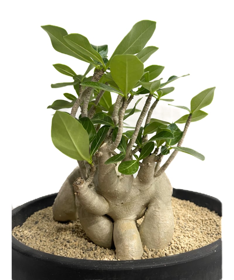 アデニウム アラビカム 'Bonsai スタイル'「Adenium arabicum