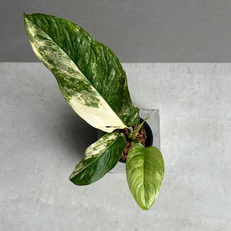 モンステラ | STORES